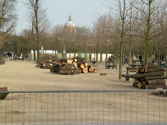  arbres débités au jardin du Luxembourg